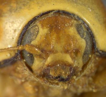 Media type: image;   Entomology 8394 Aspect: head frontal view